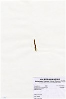 藏品(短尖假羽藻)的圖片